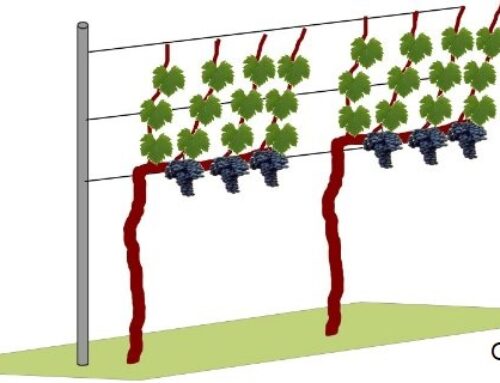 The different vine training systems
